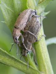 Tanymecus palliatus