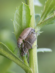 Tanymecus palliatus