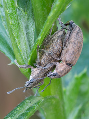 Tanymecus palliatus