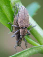 Tanymecus palliatus