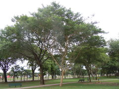 Albizia niopoides