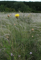 Centaurea orientalis