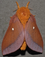 Anisota virginiensis