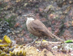 Cinclodes nigrofumosus