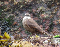 Cinclodes nigrofumosus