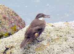 Cinclodes nigrofumosus