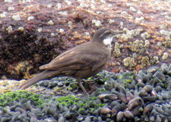 Cinclodes nigrofumosus