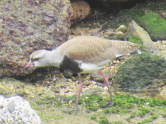 Vanellus chilensis chilensis