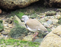 Vanellus chilensis chilensis