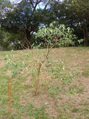 Tabernaemontana catharinensis