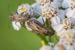 Ortholomus punctipennis