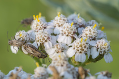 Ortholomus punctipennis