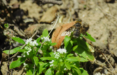 Paravilla hypoxantha