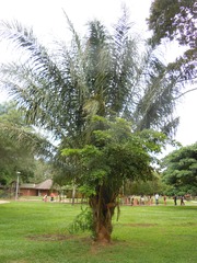 Attalea phalerata