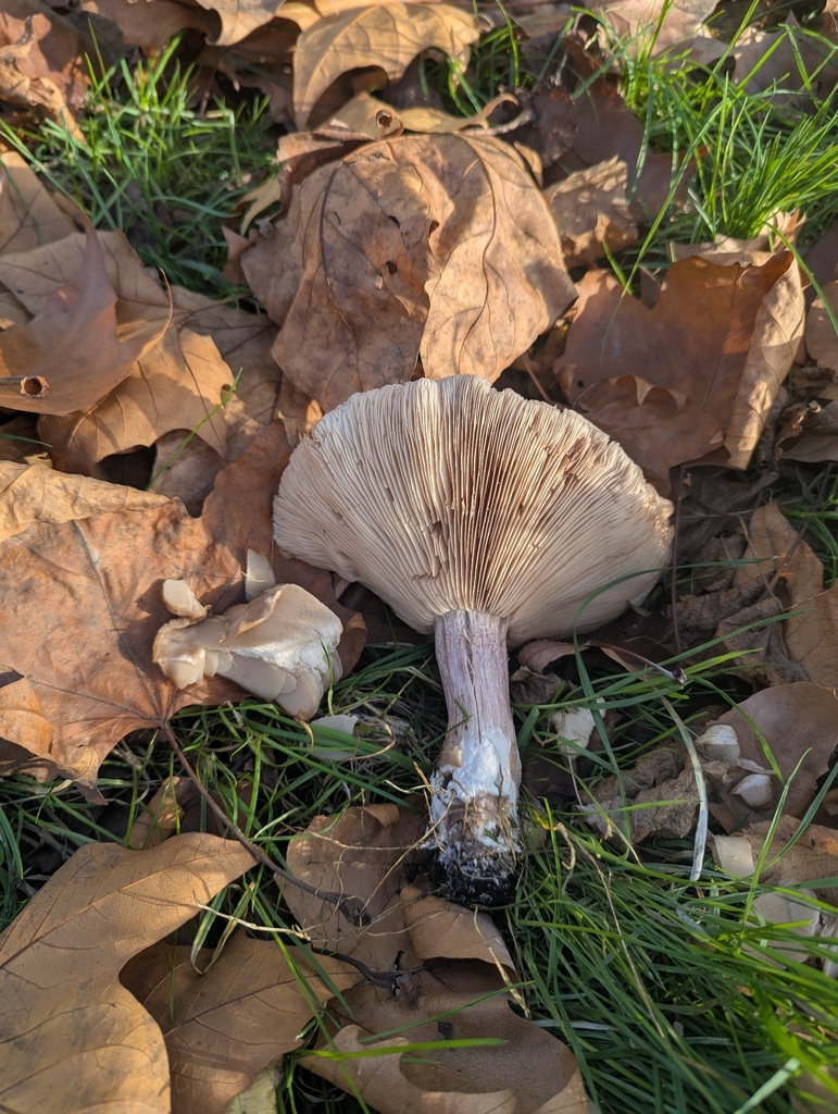 Collybia personata · November 2025 · photo: © pilmar (iNaturalist, cc0)