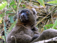Prolemur simus