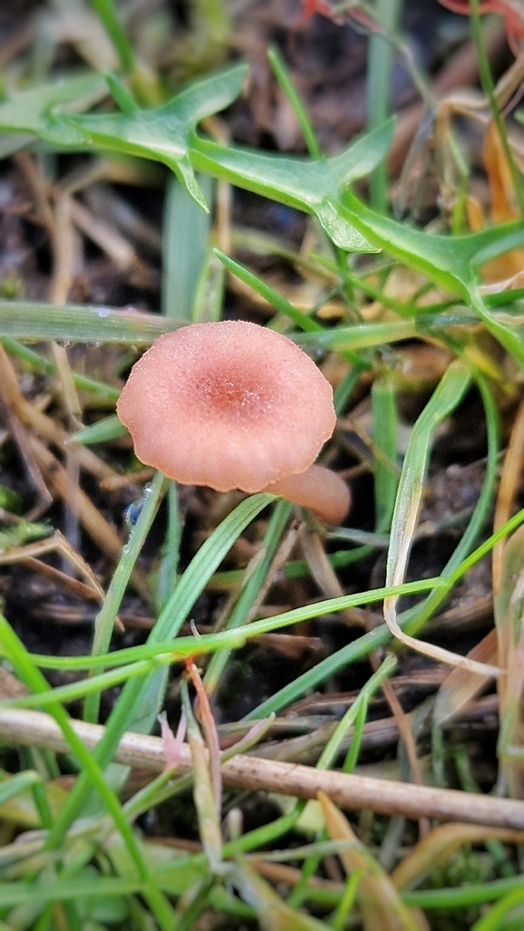 Contumyces rosellus