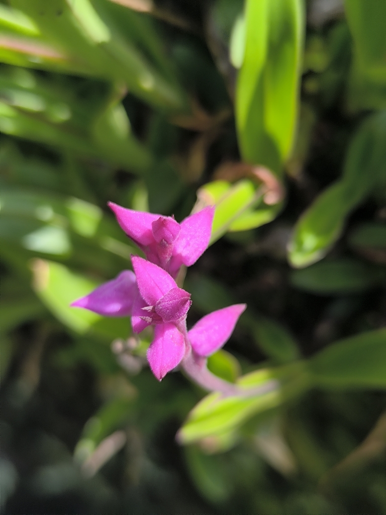 Polystachya valentina
