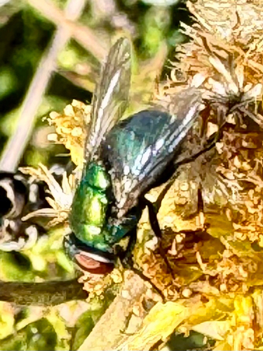 Unknown species found near Nashville Rd, Franklin, KY, US