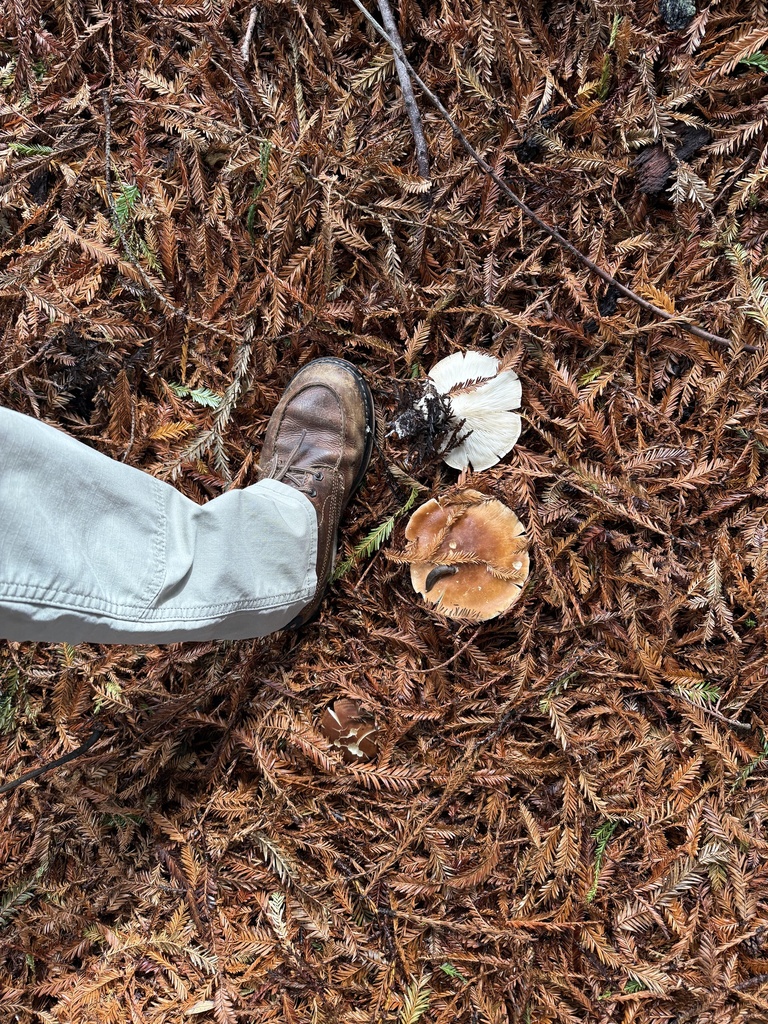 Leucopaxillus gentianeus · November 2025 · photo: © thehyphaemovement (iNaturalist, cc-by-nc)