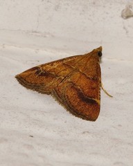Stemmatophora
