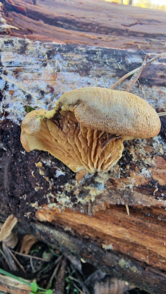 Tapinella panuoides · November 2025 · photo: © fungiary (iNaturalist, cc0)