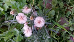 Erigeron bonariensis