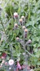 Erigeron bonariensis