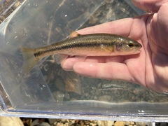 Creek Chub photo 4
