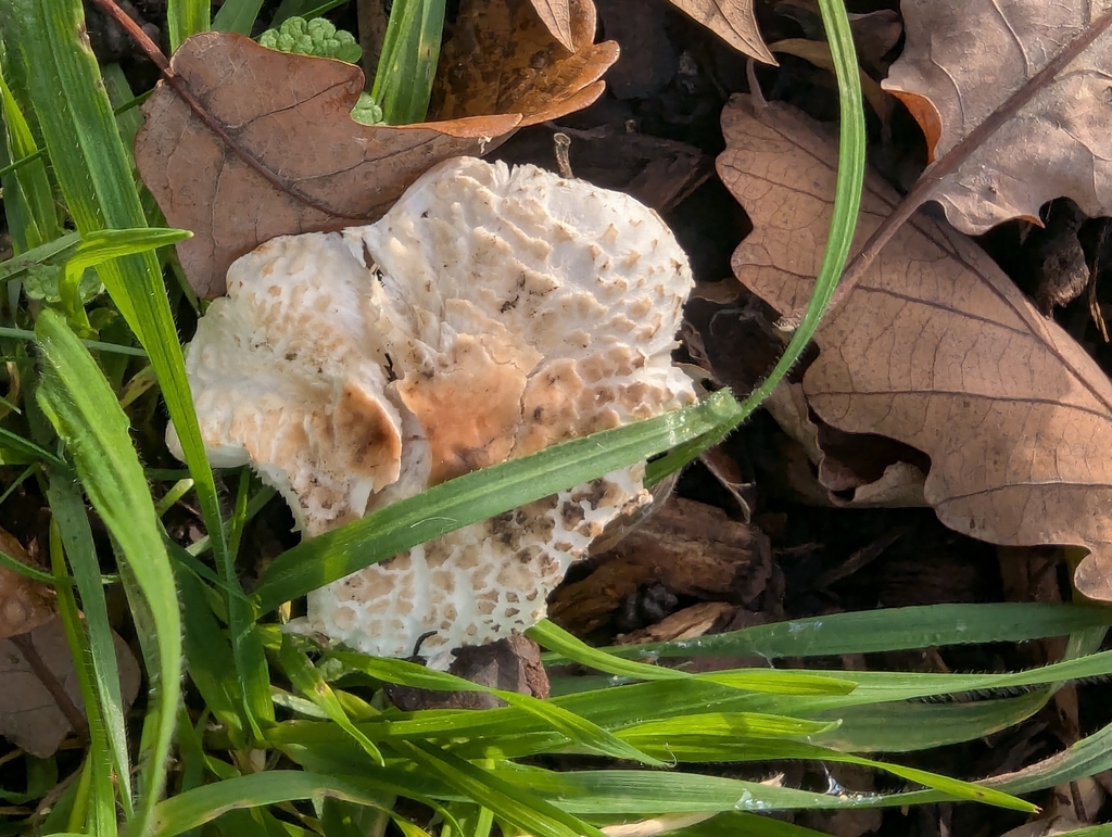 Lepiota cristata · November 2025 · photo: © pilmar (iNaturalist, cc0)
