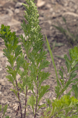 Artemisia japonica