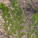 Artemisia japonica - Photo (c) Svetlana Nesterova, algunos derechos reservados (CC BY-NC), subido por Svetlana Nesterova