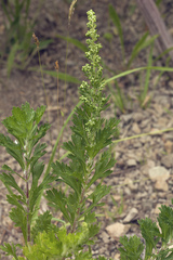 Artemisia japonica