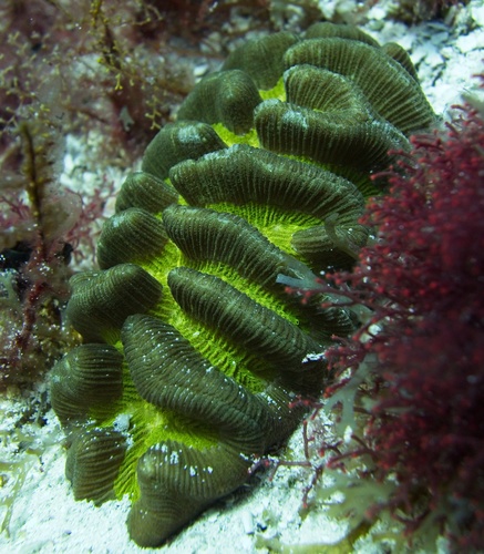 Manicina areolata (Linnaeus, 1758)