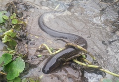 Siren intermedia