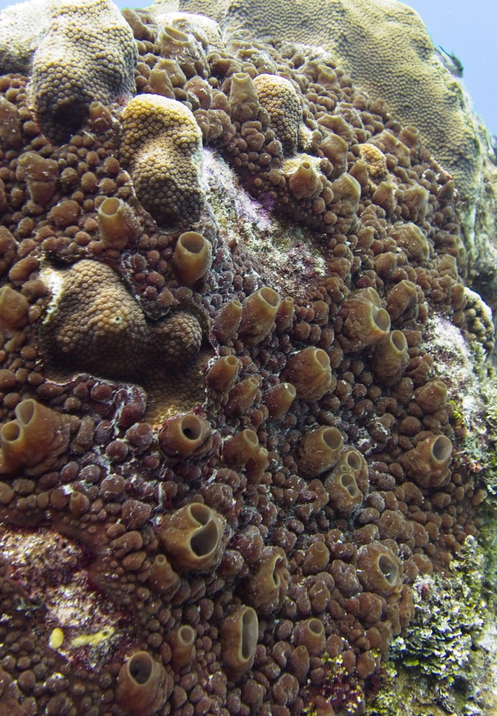 Polymastia tenax