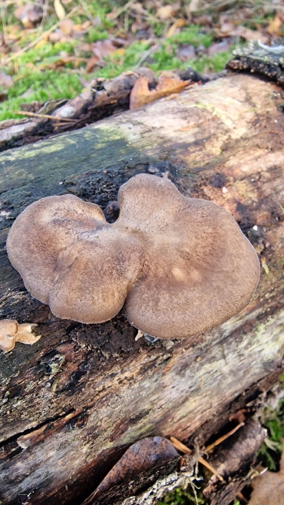 Lentinus brumalis · November 2025 · photo: © fungiary (iNaturalist, cc0)