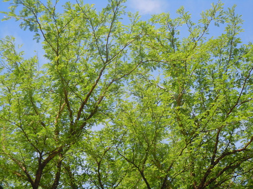 Vachellia albicorticata, photograph 3