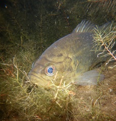 Mud Sunfish photo 2