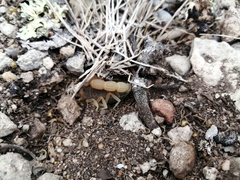 Parabuthus planicauda