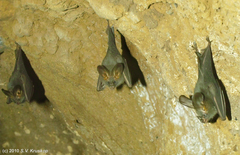 Megaderma spasma
