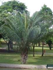 Attalea phalerata