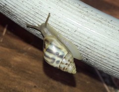 Drymaeus serperastrum