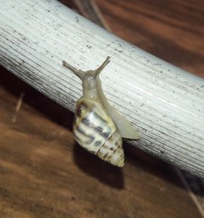 Drymaeus serperastrum