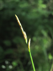 Carex brizoides