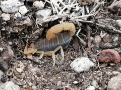 Parabuthus planicauda