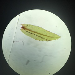 Mnium thomsonii