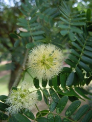 Chloroleucon tenuiflorum