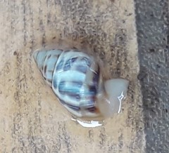 Drymaeus serperastrum