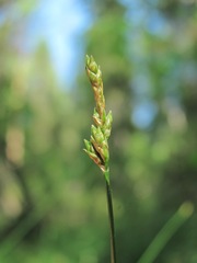 Carex brizoides